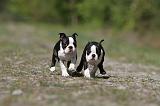 BOSTON TERRIER 190